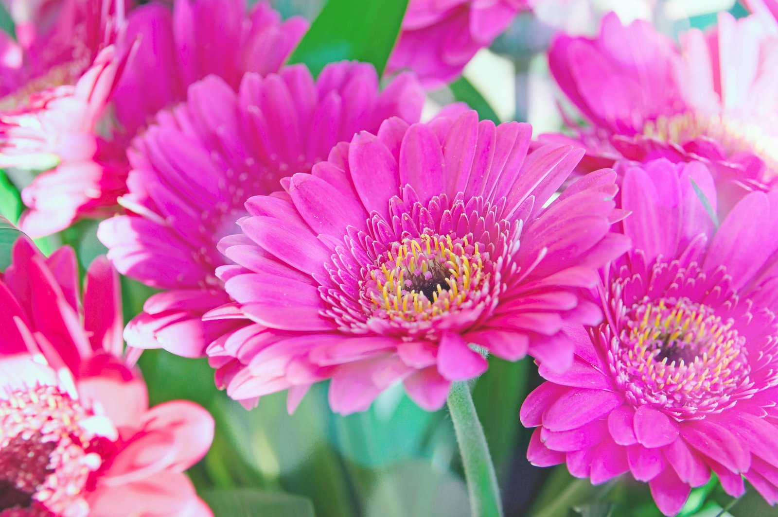 pink autumn background flower beautiful daisy 1453073 pxhere.com (1)